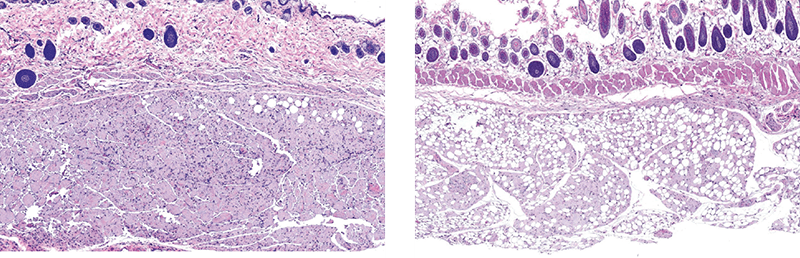 H&E staining of Renuva injection in athymic mouse at 3 and 12 weeks showing host-cell infiltration and adipocyte formation
